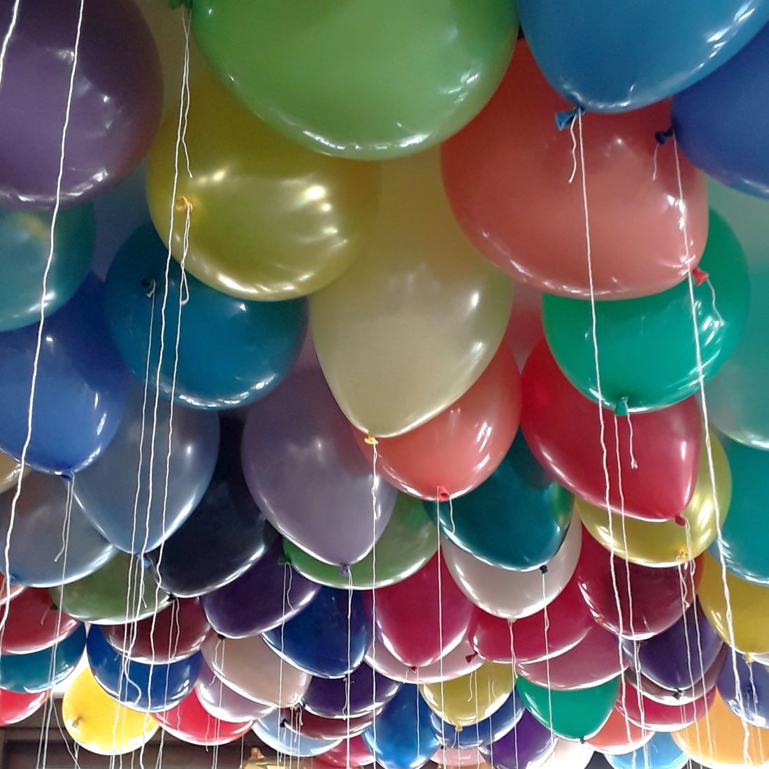 Bunte Latexballons in vielen Farben hängen unter einer Decke, alle mit Schnüren versehen